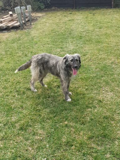 Frieda